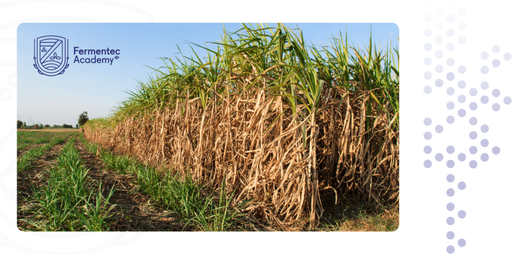Desafios do Início de Safra de cana-de-açúcar